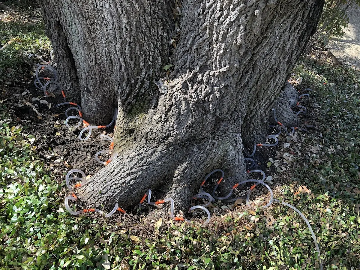 Detailed Tree Cabling and Bracing job site in Aledo