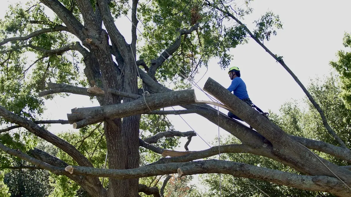 Professional Crown Thinning performed by certified arborists in Aledo